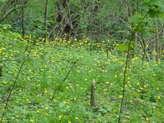Doronicum pardalianches