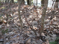 Pterospora andromedea image