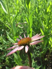Echinacea angustifolia