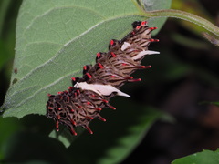 Byasa polyeuctes termessus