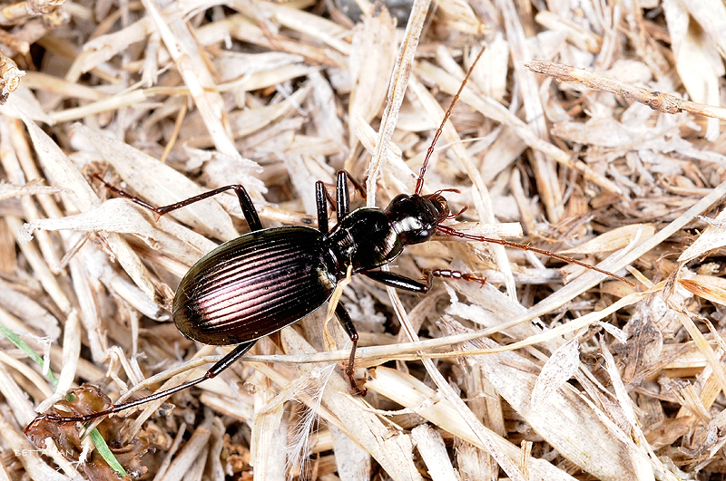 Eobroscus