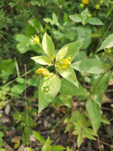 fringed loosestrife