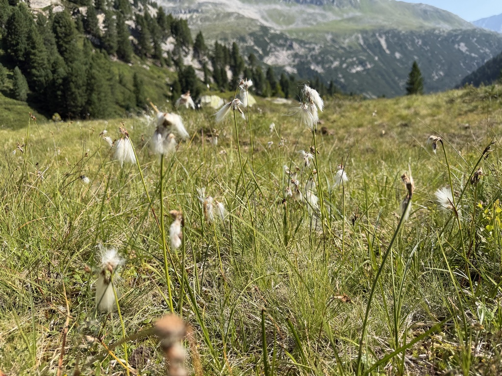 Eriophorum latifolium; photograph (c) Katrin Simon, some rights reserved (CC BY)