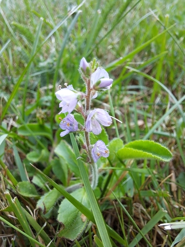 heath speedwell