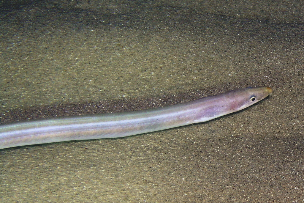 Scolecenchelys
