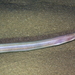 Longfinned Worm Eel - Photo (c) Sascha Schulz, some rights reserved (CC BY-NC), uploaded by Sascha Schulz