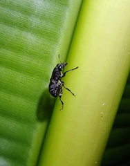 Oxyderes fastigatus