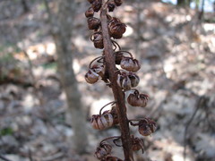 Pterospora andromedea image