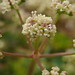 Honewort - Photo (c) Paul Bowyer, some rights reserved (CC BY-NC), uploaded by Paul Bowyer
