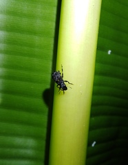 Oxyderes fastigatus