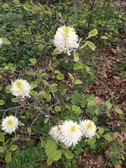 Fothergilla major