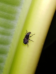 Oxyderes fastigatus