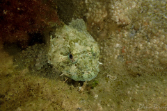 Taurulus bubalis