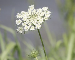 Daucus pusillus
