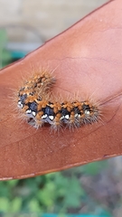 Euplagia quadripunctaria