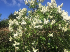 Syringa reticulata