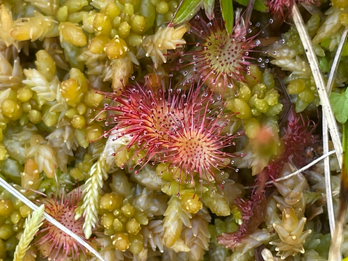 round-leaved sundew