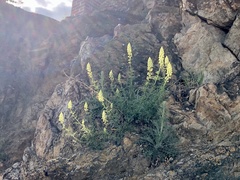 Reseda lutea