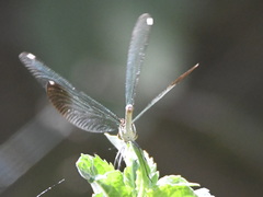 Calopteryx syriaca