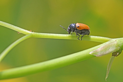 Cryptocephalus rugicollis
