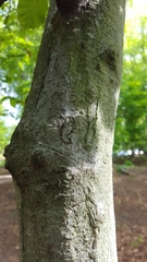 Zimmermannia liebwerdella