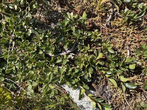 Salix retusa, photograph 6