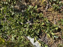 Salix retusa, photograph (c) Katrin Simon, some rights reserved (CC BY)