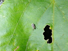 Eugnathus distinctus