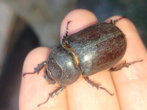 Iberian rhinoceros beetle
