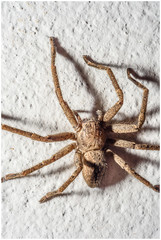 Polybetes trifoveatus