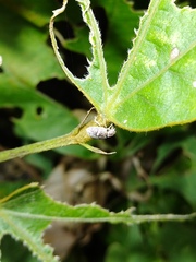 Eugnathus distinctus