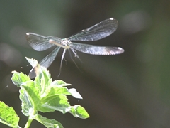 Calopteryx syriaca
