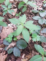 Impatiens parviflora