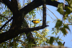 Euphonia trinitatis