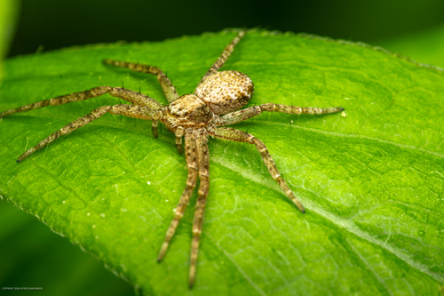 Turf Running Spider