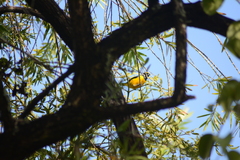 Euphonia trinitatis