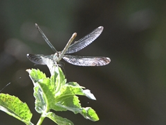 Calopteryx syriaca