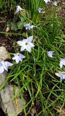 Ipheion