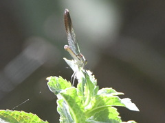Calopteryx syriaca
