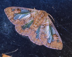 Carriola seminsula