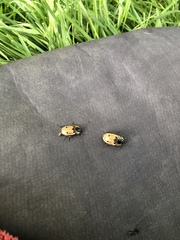 Dendroxena quadrimaculata