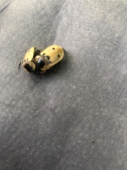 Dendroxena quadrimaculata