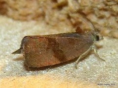 Evora hemidesma