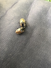 Dendroxena quadrimaculata