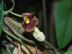 Aristolochia kaempferi