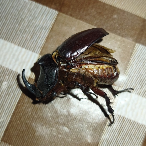 Greek rhinoceros beetle