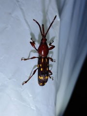 Baryrhynchus poweri