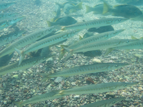 Lucas barracuda (Sphyraena lucasana) — Sphyraenidae — 4