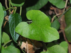 Aristolochia kaempferi