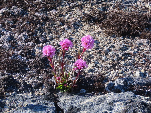 Viscaria alpina (Viscaria alpina)